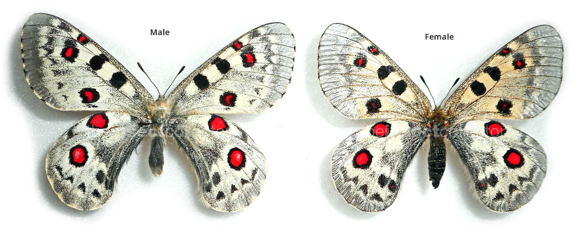 Parnassius tianschanicus