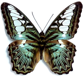 Parthenos sylvia