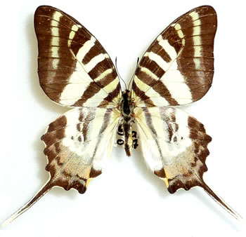 Pathysa (Graphium) epaminondas 