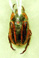 Pelidnota nitescens