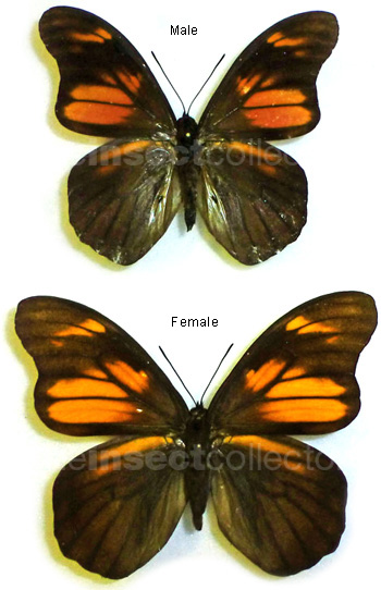 Penetes pamphanis 