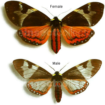 Dysschema crassifascia