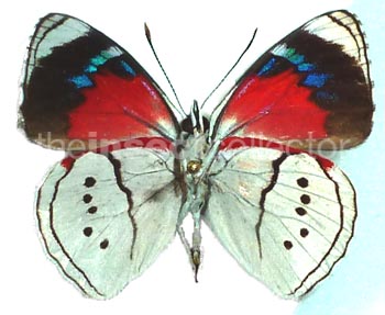 Perisama alicia