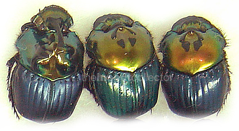 Phanaeus dejeani