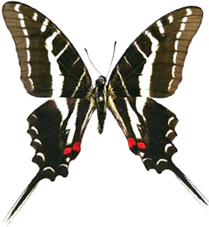 Protographium philolaus 