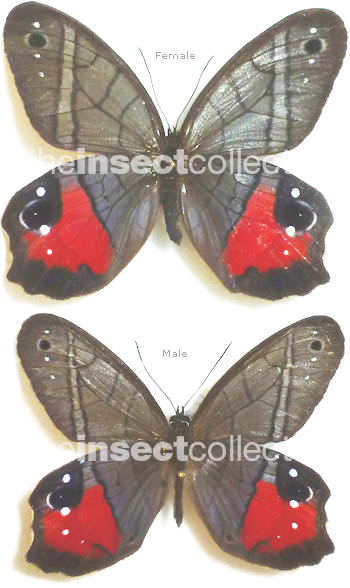 Pierella helvina 