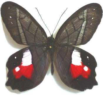 Pierella helvina