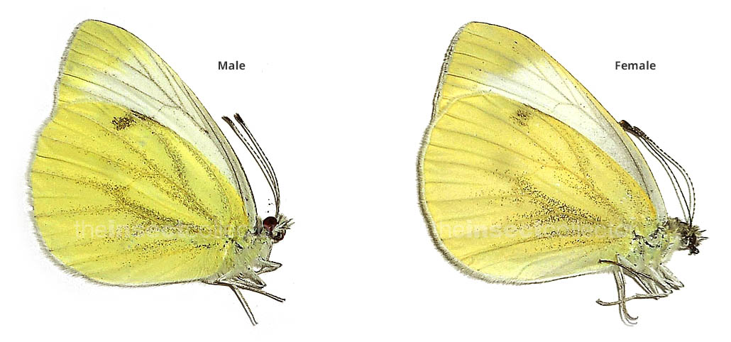 Pieris balcana 