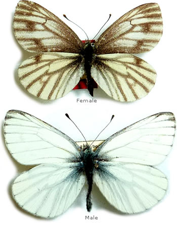 Pieris bryoniae