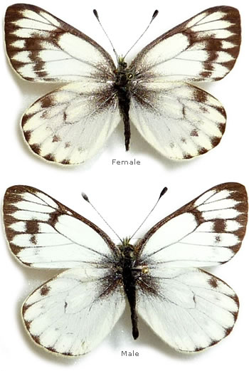 Pieris kozlovi