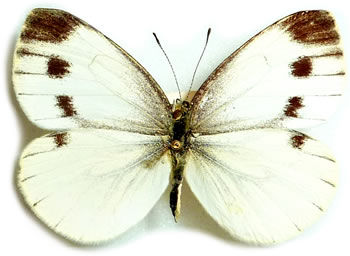 Pieris napi 