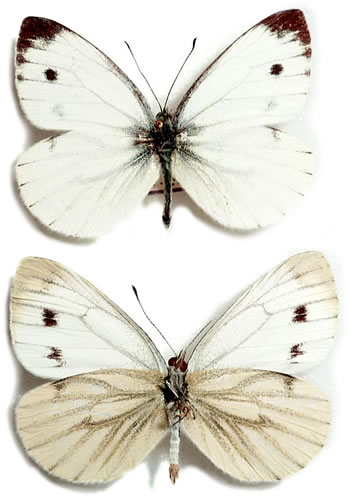 Pieris napi 