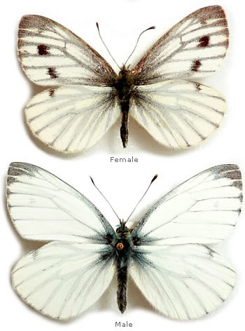 Pieris napi 