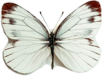 Pieris nesis