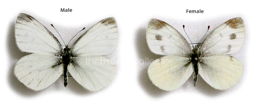 Pieris ergane