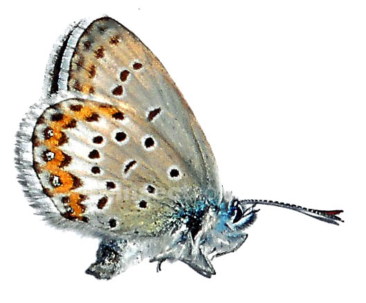 Plebejus baldur