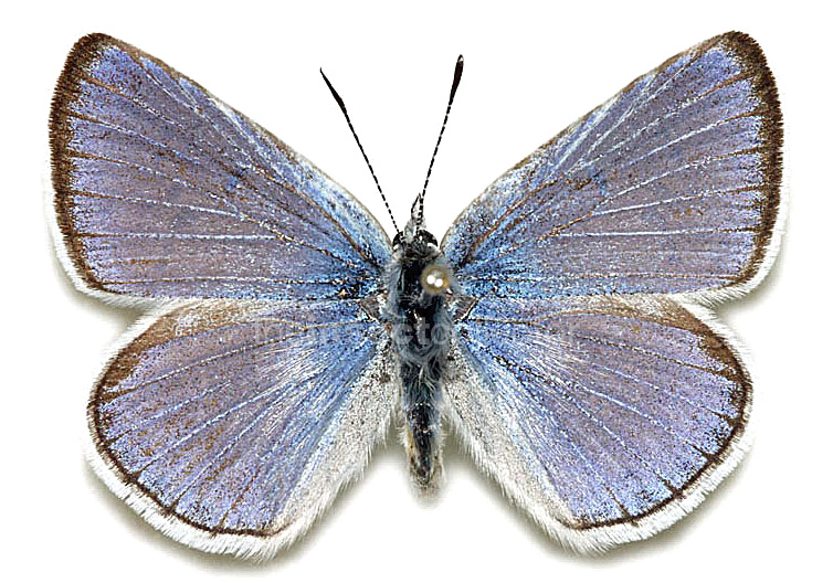 Plebejus icaroides