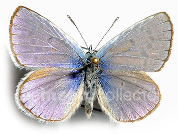 Plebejus martini