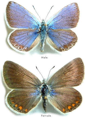 Plebejus trappi