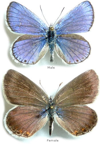 Plebejus trappi