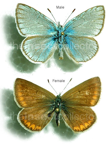 Plebejus amanda