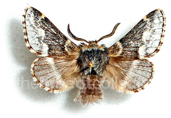 Poecilocampa canensis