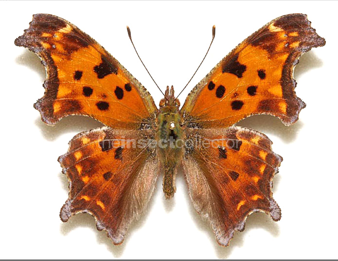 Polygonia interrogationis