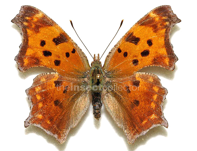 Polygonia comma