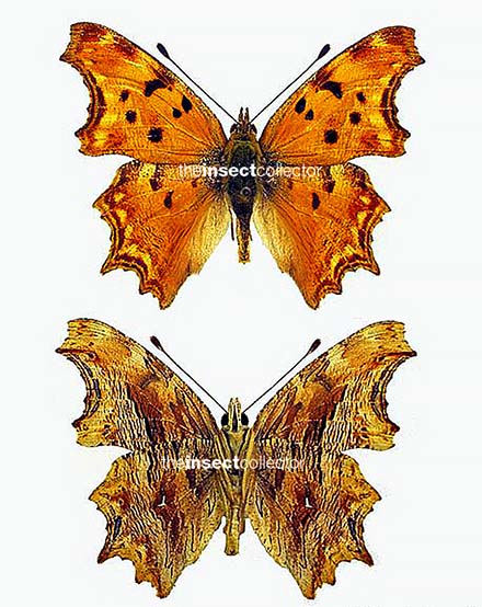 Polygonia egea