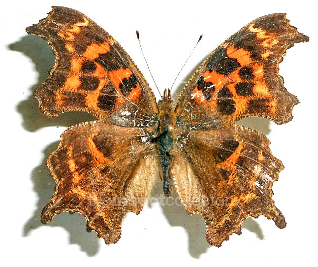 Polygonia gigantea