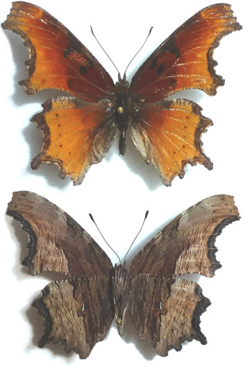 Polygonia harroldi 