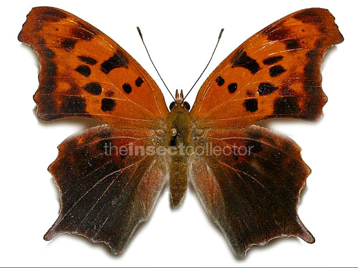 Polygonia interrogationis