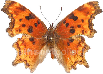 Polygonia oreas 