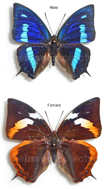 Polygrapha cyanea 