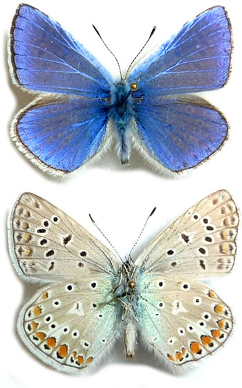 Polyommatus andronicus