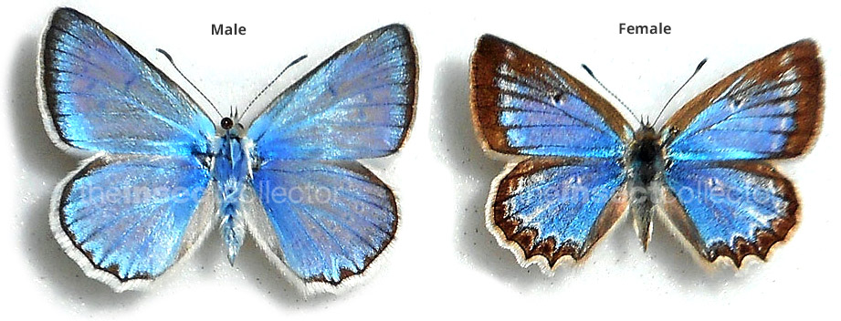 Polyommatus (Meleageria) daphnis