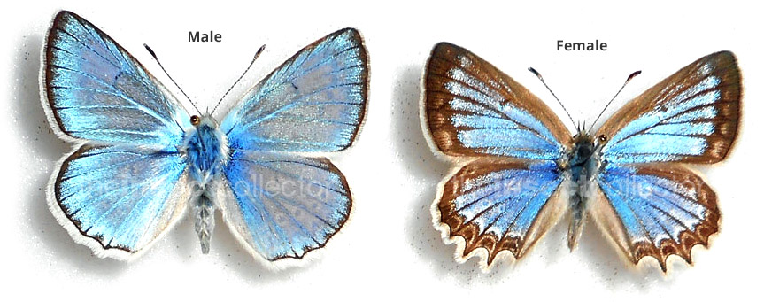 Polyommatus (Meleageria) daphnis