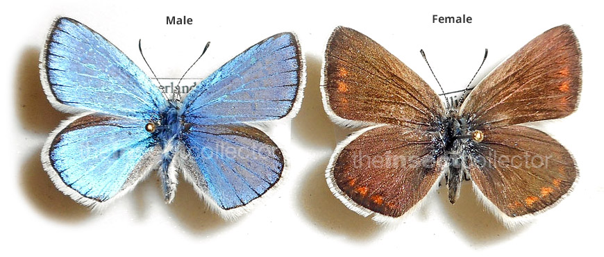 Polyommatus dorylas 