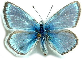 Polyommatus eros 