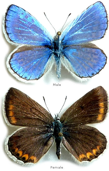 Polyommatus escheri 