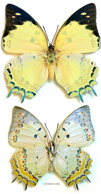 Polyura delphis
