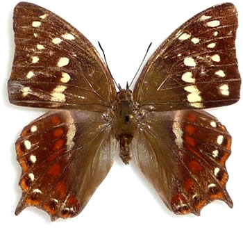 Polyura caphontis