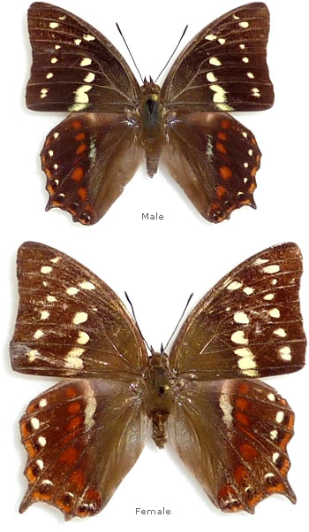 Polyura caphontis