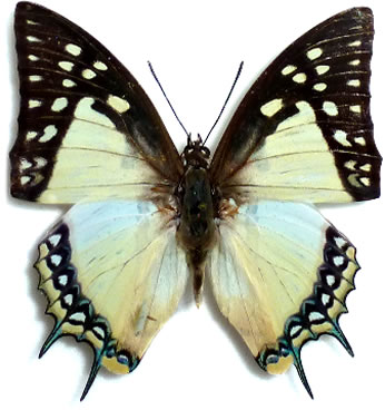 Polyura eudamippus