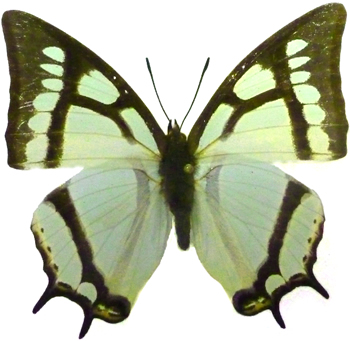 Polyura narcaea