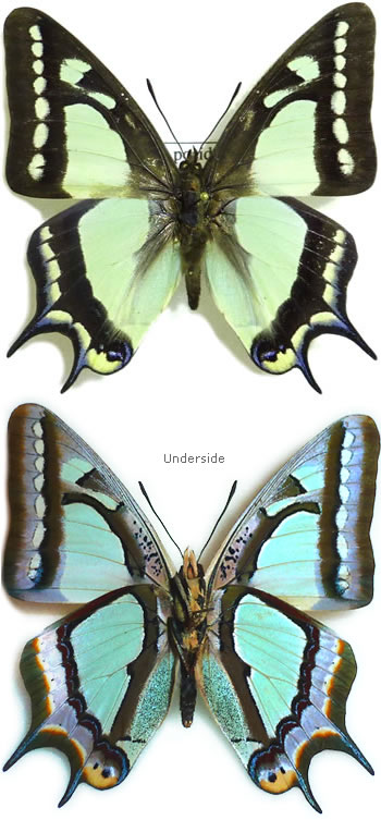 Polyura posidonius