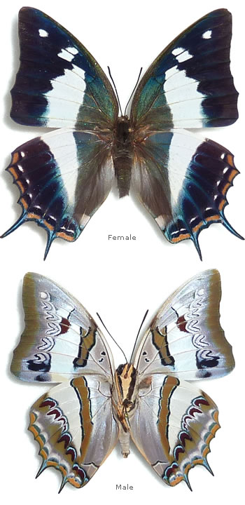 Polyura schreiber 