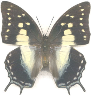 Polyura jupiter 