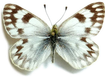 Pontia callidice