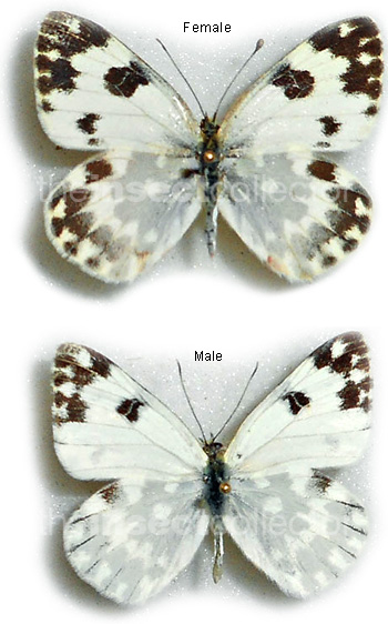 Pontia daplidice